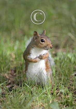Grey Squirrel DMO583